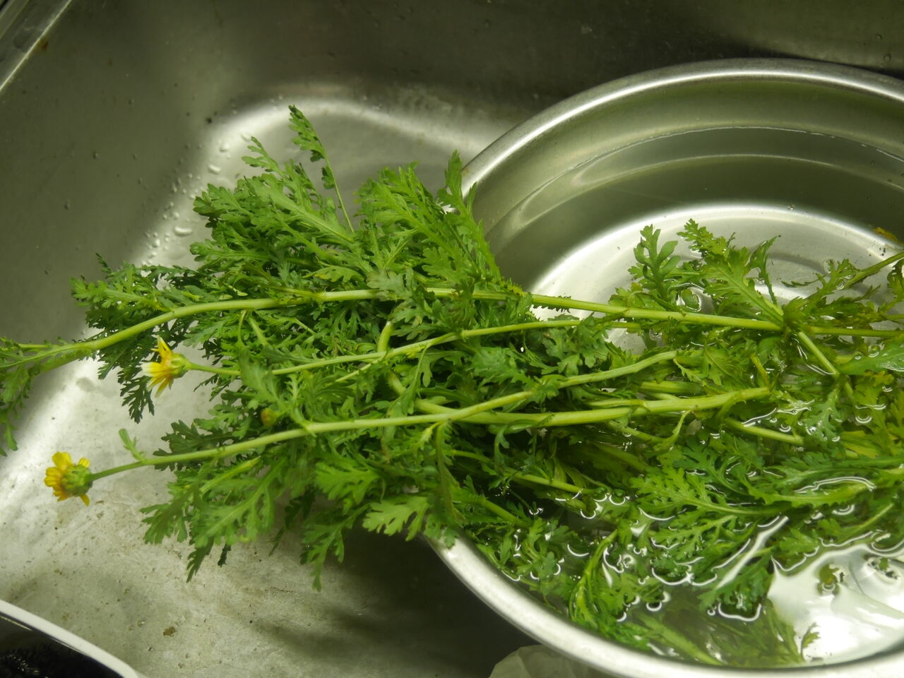庭の菊菜の間引き菜で 小イカのソテー ログハウスに住み 料理 野菜 家具作り