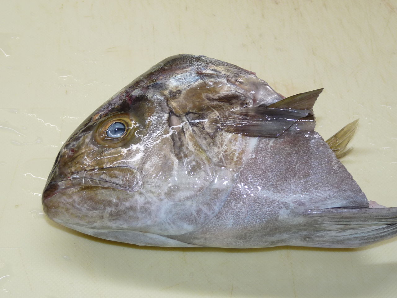 カンパチもどき の兜 かぶと 焼き ログハウスに住み 料理 野菜 家具作り カンパチもどき の兜 かぶと 焼き ログハウスに住み 料理 野菜 家具作り