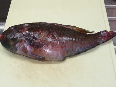 イガミ ブダイ の塩焼き ログハウスに住み 料理 野菜 家具作り