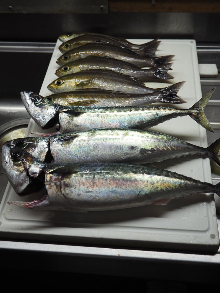 近所の グラさん から大量の魚が ログハウスに住み 料理 野菜 家具作り 近所の グラさん から大量の魚が ログハウスに住み 料理 野菜 家具作り