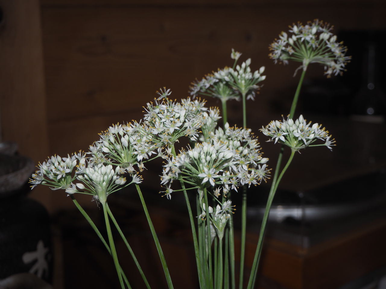 今 わが家のニラの花が満開 ログハウスに住み 料理 野菜 家具作り