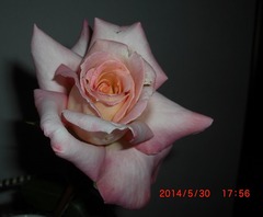 ＜銀賞：カプリッチョ＞