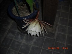 1［月下美人　開花］