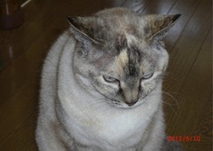 2我が家の猫：誕生日