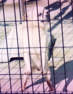 15-［我が家の猫］