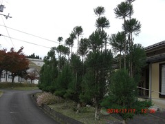 5-我が家の台杉：剪定前