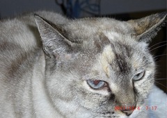 10-［我が家の猫］