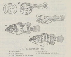 p113【原色日本淡水魚類図鑑】1963