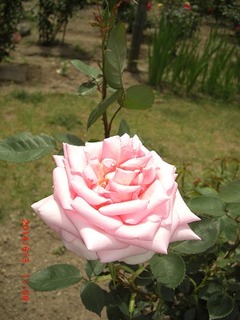 2《友景 保》邸の薔薇:平成26年(2014)6月3日