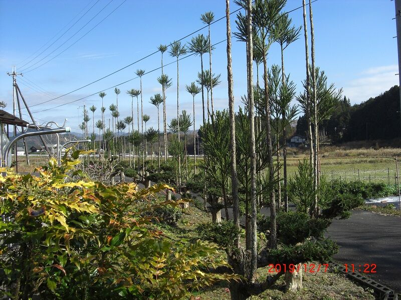 blog[小野一雄のルーツ]改訂版 : [台杉の剪定]令和2年(2020)12月7日撮影