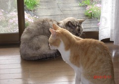 1我が家の猫：誕生日