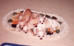 17-［我が家の猫］