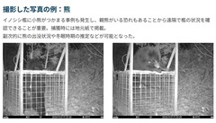 撮影した写真の例：熊