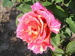 2友景　保邸の薔薇園：Ambossfunken