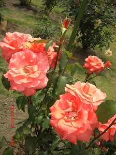 1《友景 保》邸の薔薇:平成26年(2014)6月3日