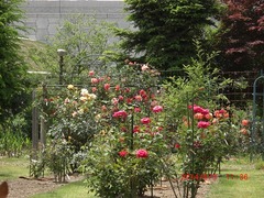 5《友景 保》邸の薔薇:平成26年(2014)6月3日