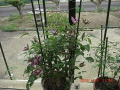 CIMG6955-10
