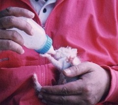 04-［我が家の猫］