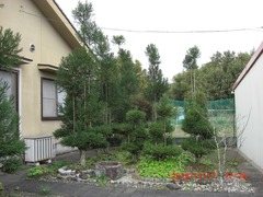 4-我が家の台杉：剪定前