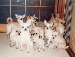 16-［我が家の猫］