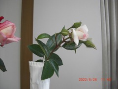 CIMG6596-30