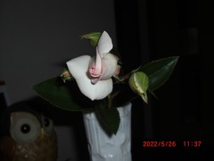 CIMG6594-50