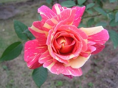 3友景　保邸の薔薇園：Ambossfunken