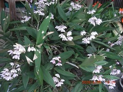 CIMG6951-10