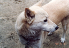 〔丹後①〕930503-17