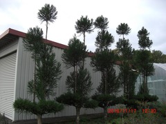 1-我が家の台杉：剪定前