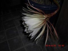 2［月下美人　開花］