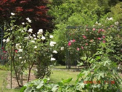 4《友景 保》邸の薔薇:平成26年(2014)6月3日