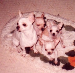 18-［我が家の猫］