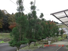 3-我が家の台杉：剪定前