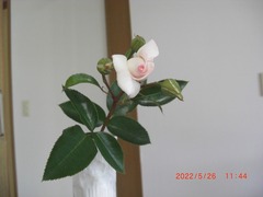 CIMG6598-30