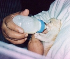 06-［我が家の猫］