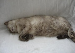 09-［我が家の猫］