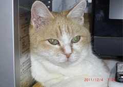 08-［我が家の猫］