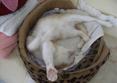 07-［我が家の猫］