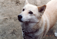 〔丹後①〕930503-18