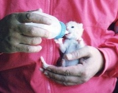 02-［我が家の猫］