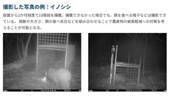 撮影した写真の例：イノシシ