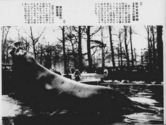 《巨大オットセイ》