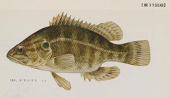 p115【原色日本淡水魚類図鑑】1963