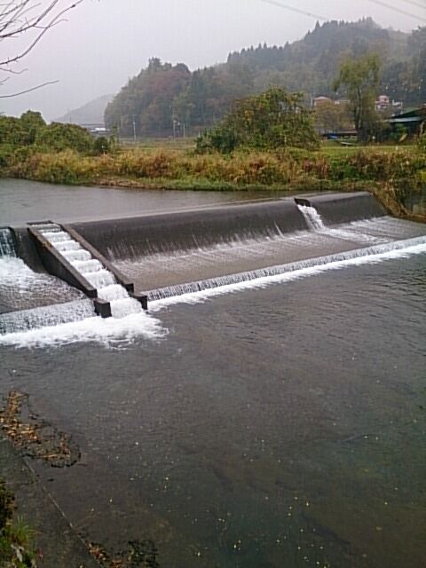 久慈川支流 八溝川で鮭の遡上 Kazuohmori14のblog