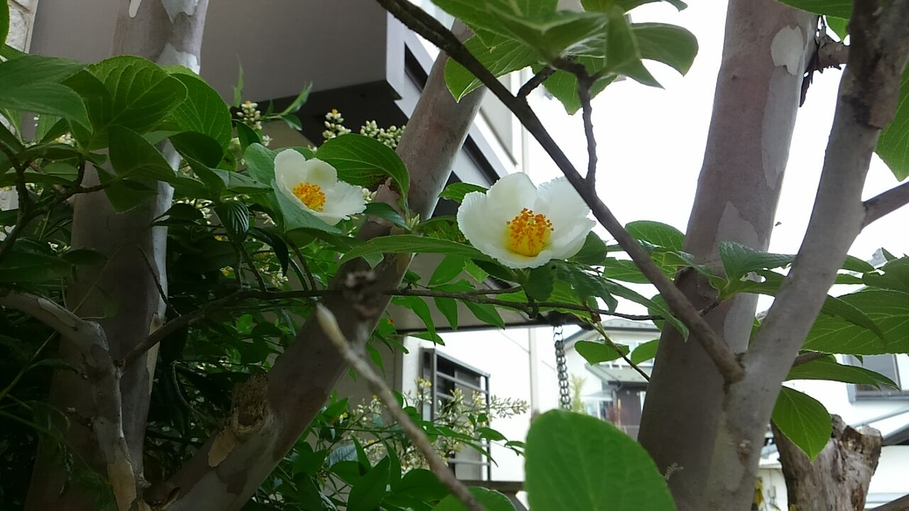 シャラの花 探していたんだ 見つけたよ 但行綴り