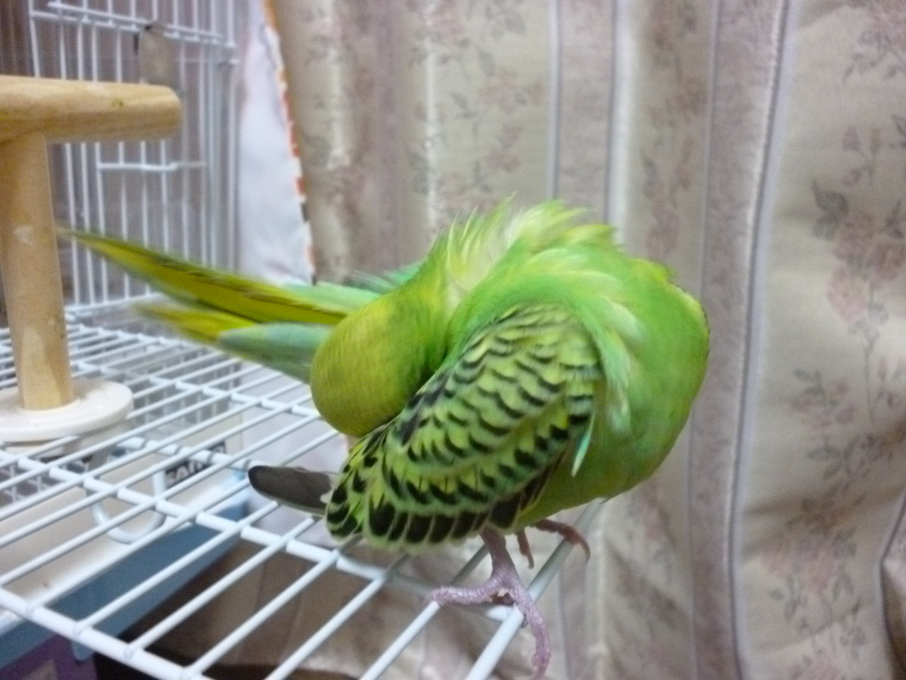 インコのらいむはわがままっこ これならぼっち暮らし余裕
