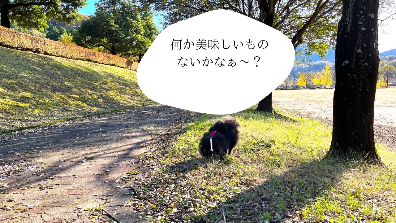 2021年初ローラーのコピー