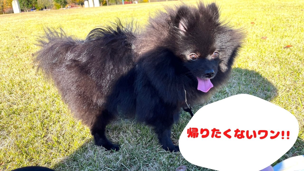 2021年初ローラーのコピー3