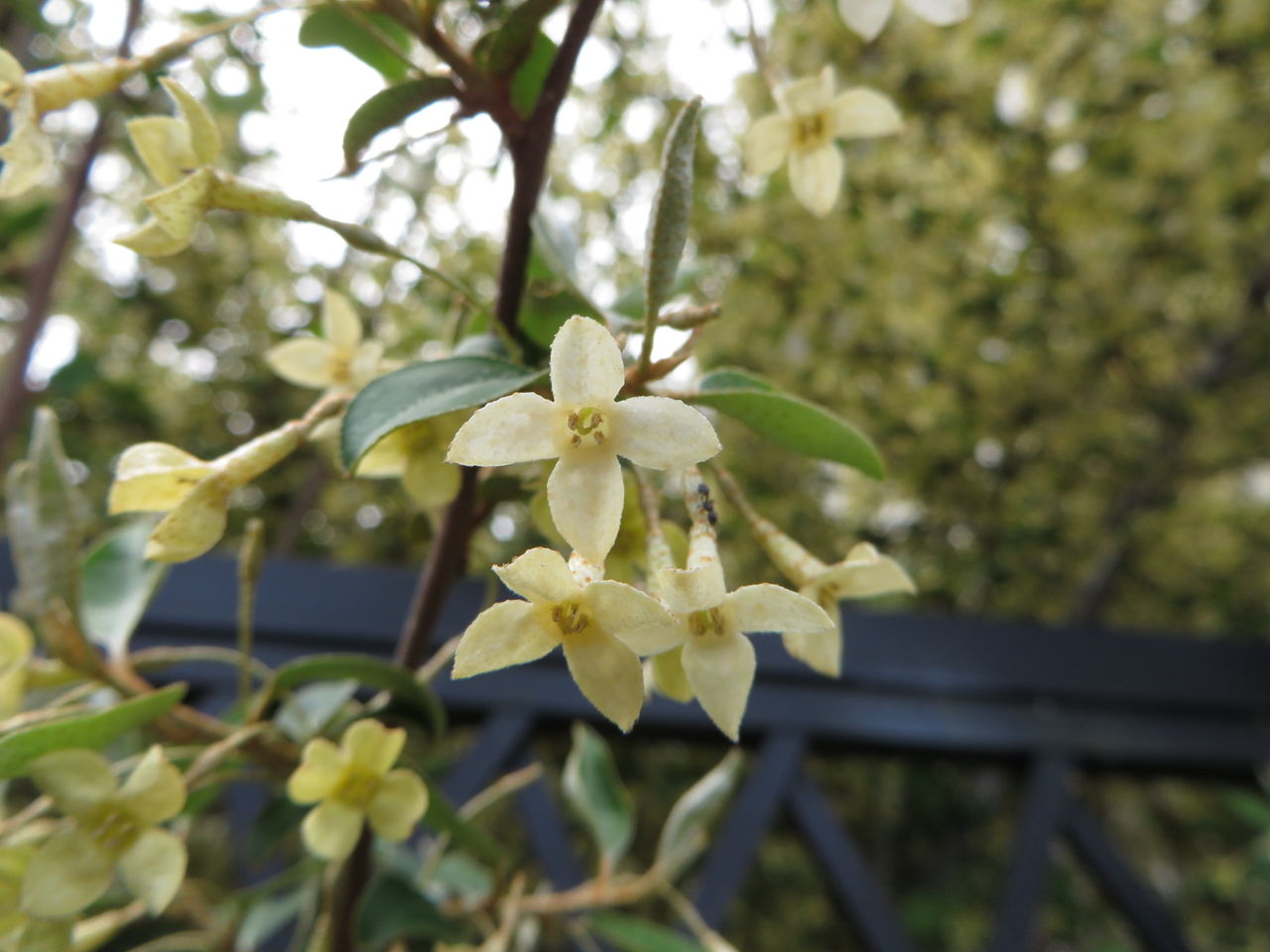 庭にあるビックリグミの花が咲きました 何種類かの蜂がやってきています さて どれだけのグミの実がなるのやら 松田一志53のブログ